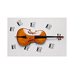 Peter Infeld Cello D String - multialloy/carbon steel, Medium