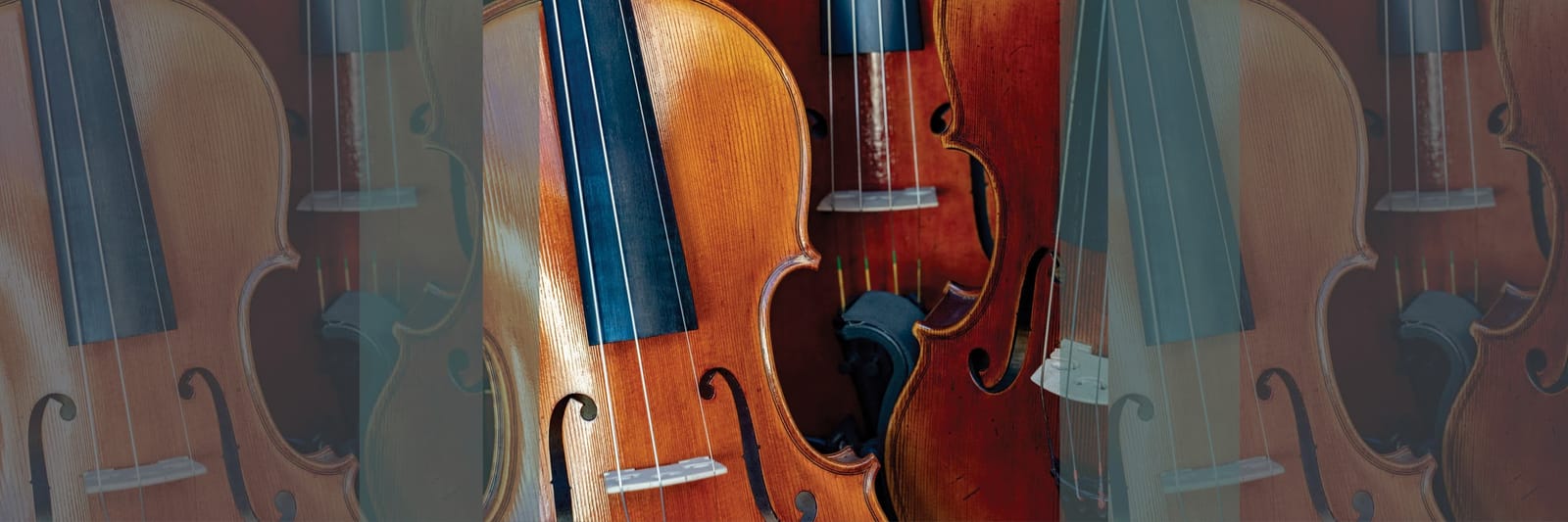 Close-up of several violins showing wooden bodies, strings, and craftsmanship details