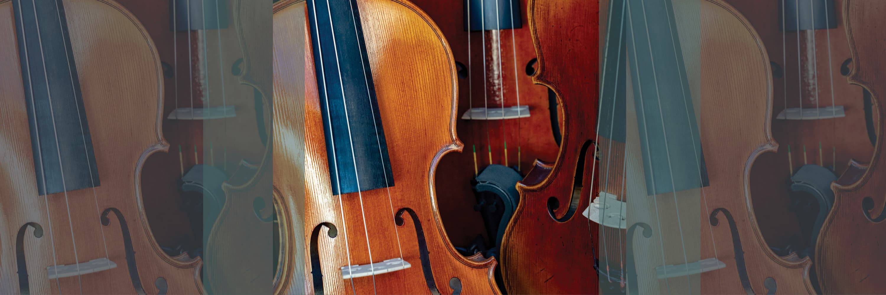 Close-up of several violins showing wooden bodies, strings, and craftsmanship details